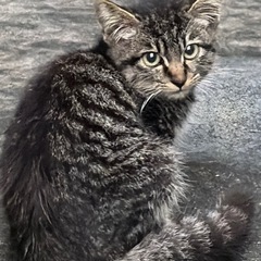 キジトラの子猫です