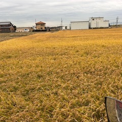 令和7年産 新米  岐阜ハツシモの画像