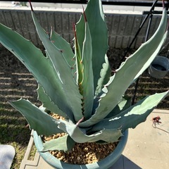 アガベの画像
