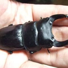 京都府産オオクワガタ F2 ♂75ミリ♀49ミリ　ペアの画像