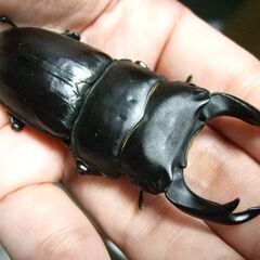 京都府産オオクワガタ F2 ♂75ミリ♀49ミリ　ペアの画像