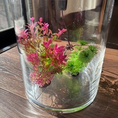 水槽（水草用ライト付）の画像