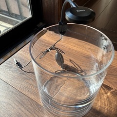 水槽（水草用ライト付）の画像