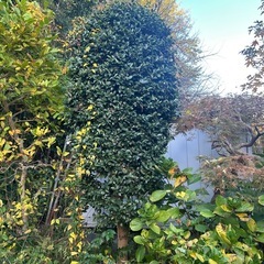 樹木もらってください
の画像