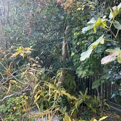 樹木もらってください
の画像