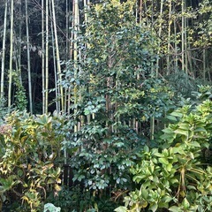 樹木もらってください
の画像