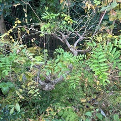 樹木もらってください
の画像