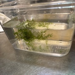 25キューブ水槽とオマケエビの画像