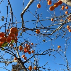 お好きな量収穫⭐︎渋柿残っていますの画像