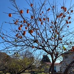お好きな量収穫⭐︎渋柿残っていますの画像