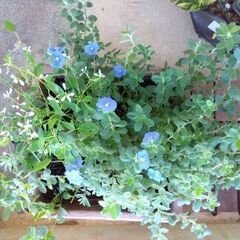 寄せ植え（アメリカンブルー＆ユーフォルビア）の画像