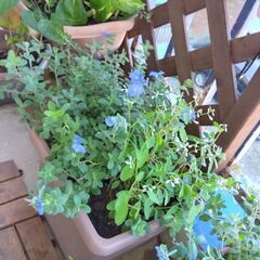 寄せ植え（アメリカンブルー＆ユーフォルビア）の画像