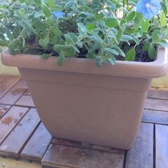 寄せ植え（アメリカンブルー＆ユーフォルビア）の画像