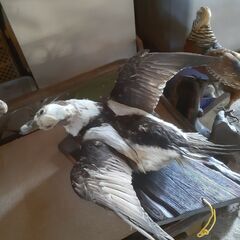 リスと鳥の剥製の置物有りますの画像