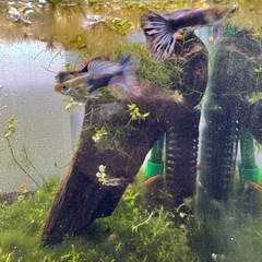 グッピー　ペア　アクアリウム　青系　熱帯魚　生体の画像