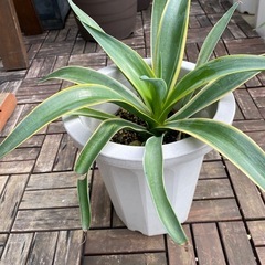 アガベ　竜舌蘭
の画像