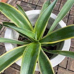 アガベ　竜舌蘭
の画像