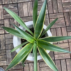 アガベ　竜舌蘭
の画像