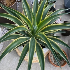 アガベ　竜舌蘭
の画像