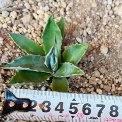 アガベ　オバティフォリア　ドライガーデン　ロックガーデン　観葉植物
の画像