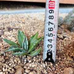 アガベ　オバティフォリア　ドライガーデン　ロックガーデン　観葉植物
の画像