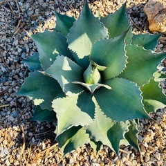 アガベ　オバティフォリア　ドライガーデン　ロックガーデン　観葉植物
の画像