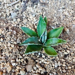 アガベ　オバティフォリア　ドライガーデン　ロックガーデン　観葉植物
の画像