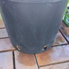 ゴールデンポトスの画像