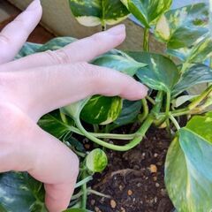 ゴールデンポトスの画像