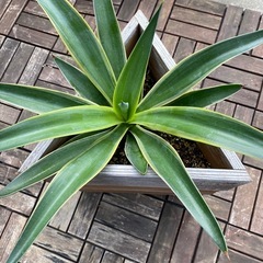 アガベ　竜舌蘭
　　　の画像