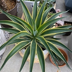 アガベ　竜舌蘭
　　　の画像