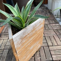 アガベ　竜舌蘭
　　　の画像