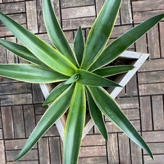 アガベ　竜舌蘭
　　　の画像