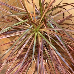 観葉植物コンシンネレインボー約１mの画像