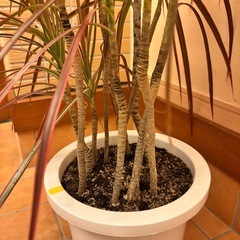 観葉植物コンシンネレインボー約１mの画像