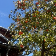 甲州百目柿　15㎏〜(7.5㎏単位)2,250円〜の画像