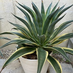 アガベの画像