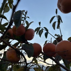◆柿 10個 約2キロ　奈良県産の画像