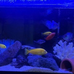 アフリカンシクリッドの画像