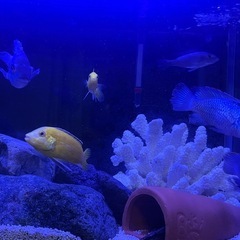 アフリカンシクリッドの画像