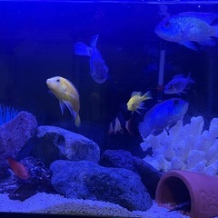 アフリカンシクリッドの画像