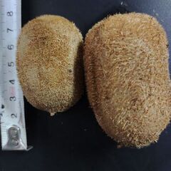 キウイフルーツ岐阜県産1個20円追熟が必要です。の画像