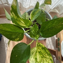 【お話中】ポトス　ゴールデン　鉢ごとの画像