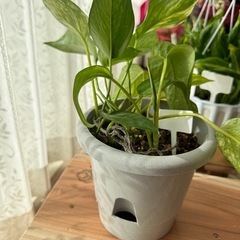 【お話中】ポトス　ゴールデン　鉢ごとの画像