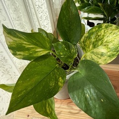 【お話中】ポトス　ゴールデン　鉢ごとの画像