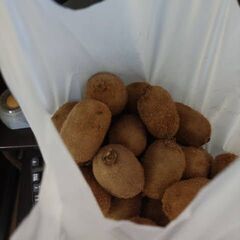 キウイフルーツ岐阜県産1キロ500円追熟が必要です。の画像