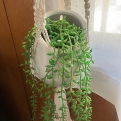 IKEA フェイク観葉植物の画像