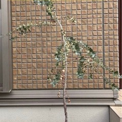 引き渡し者様決定しました⭐️今週中【⭐️差し上げます⭐️】ユーカリ鉢植えの画像
