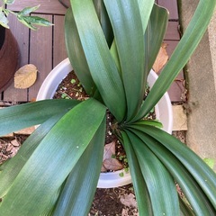 君子蘭 クンシラン の画像