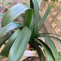 君子蘭 クンシラン の画像